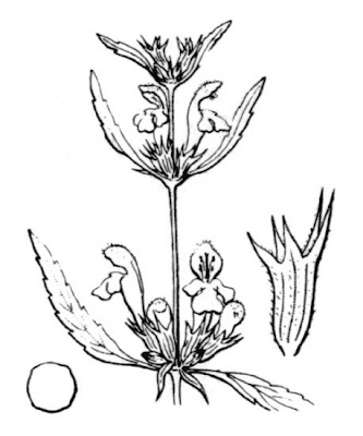 Galeopsis reuteri Rchb.Fil.