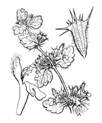 Ballota frutescens,
Cimiciotta spinosa,
Shrubby Horehound