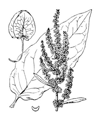 Hierba de la paciencia