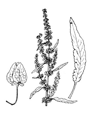 Acedera crispada Acedera crispada