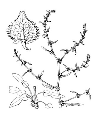 Acedera Acedera
