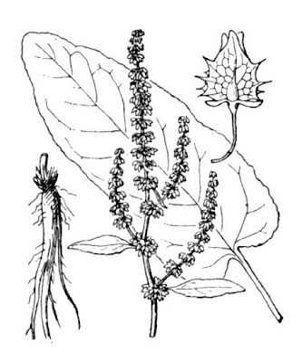 Laba�a-de-vaca-amarga
