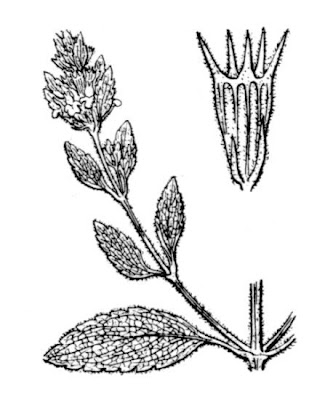 Marrubium peregrinum L.