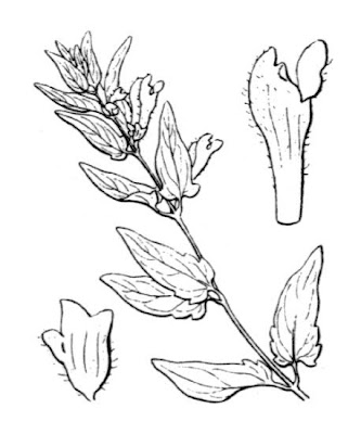 Scutellaria galericulata L.