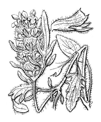 Prunella laciniata (L.) L.