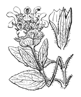 Prunella grandiflora (L.) Scholler