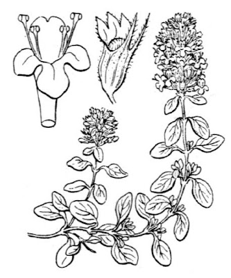 Thymus pulegioides L.