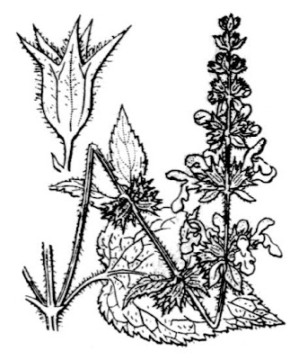 Stachys sylvatica L.
