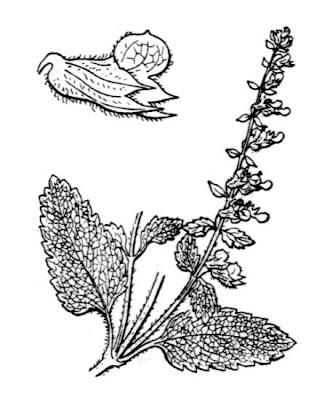 Teucrium massiliense L.