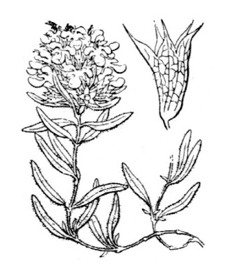 Teucrium montanum L.