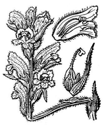 Bedstraw Broomrape Bedstraw Broomrape