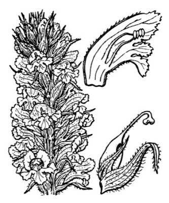 Erva-toura Erva-toura