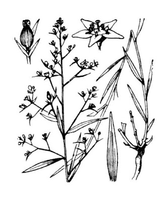 Bavarian Bastard Toadflax Bavarian Bastard Toadflax