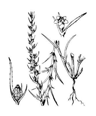 Field Bastard Toadflax