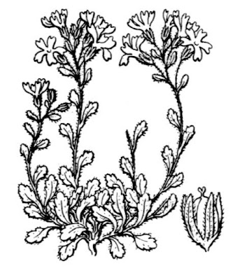 Erinus