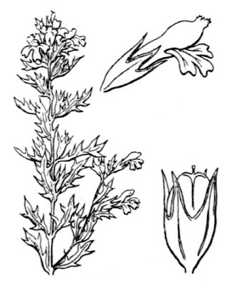Salisburg eyebright