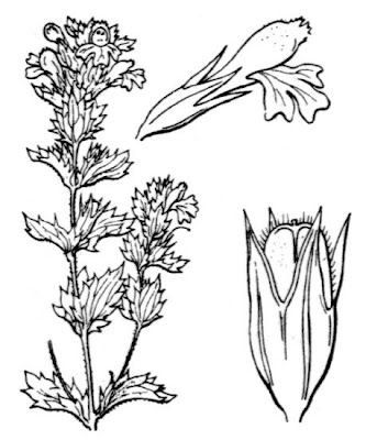 Eyebright