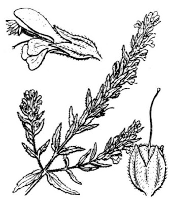 Odontites vernus subsp. serotinus,
red bartsia