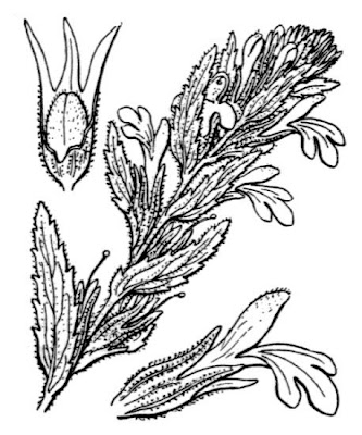 Yellow glandweed Yellow glandweed