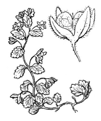 Field speedwell