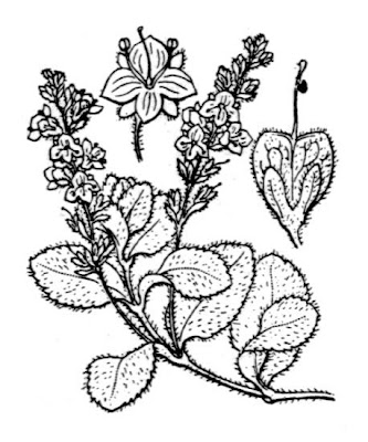 Gypsyweed