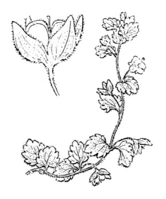 Veronica lucida