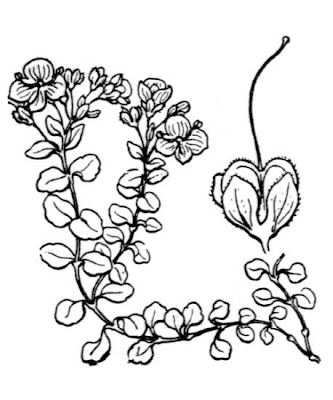 Corsican Speedwell Corsican Speedwell