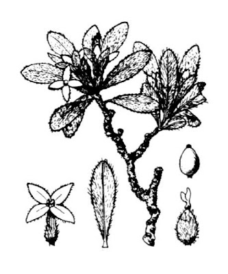 Alpine daphne Alpine daphne