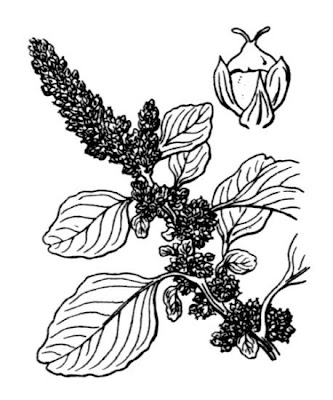 Guernsey Pigweed