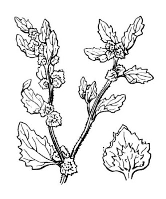 Atriplex rosea L.