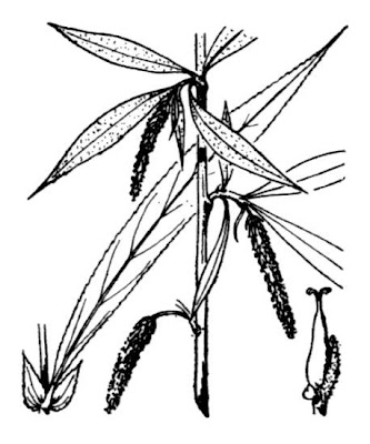 Babylon weeping willow Babylon weeping willow