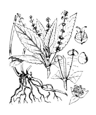 Dog's mercury Dog's mercury