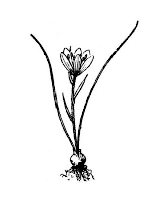 Gagea bohemica