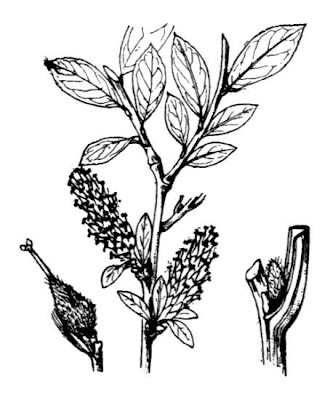 Tea-leaf willow Tea-leaf willow