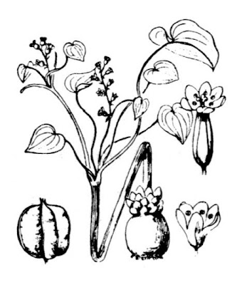 Pyrenean Yam
