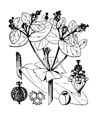 Euforbia irlandese
