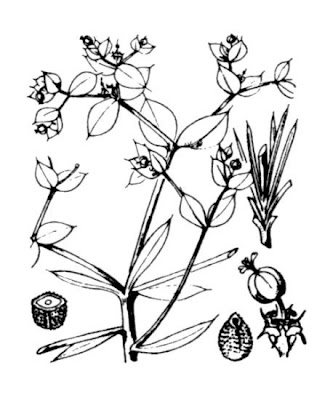 Euphorbia aleppica L.