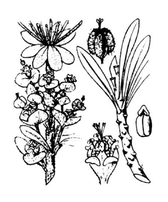 Albanian spurge Albanian spurge