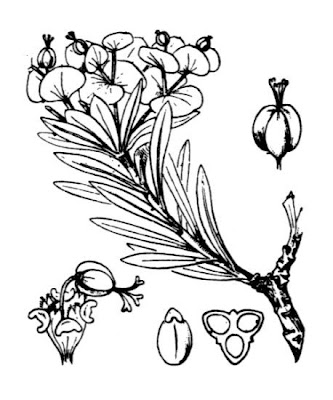 Euforbia arborescente