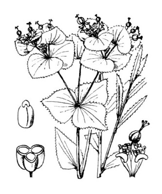 Euforbia dentata