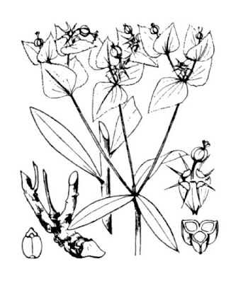 Euphorbia terracina L.