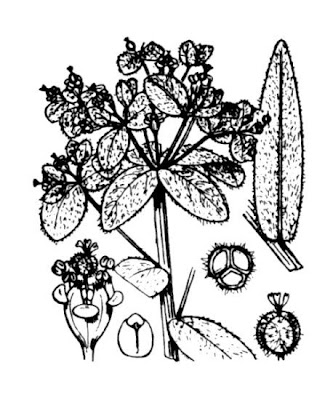 Euforbia pelosa