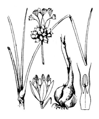 Field garlic