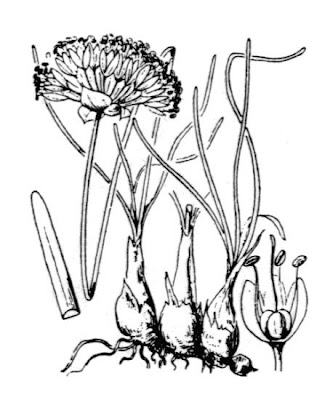 Aglio montano Aglio montano