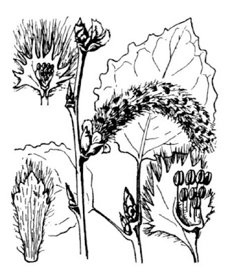 Quaking aspen