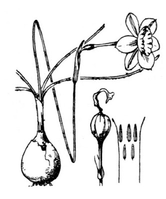 Narcissus assoanus,
rush-leaf jonquil,
rushleaf jonquil