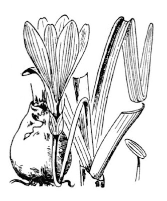Sternbergia lutea (L.) Ker-Gawl.