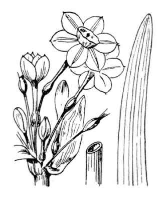 Narcissus tazetta subsp. aureus