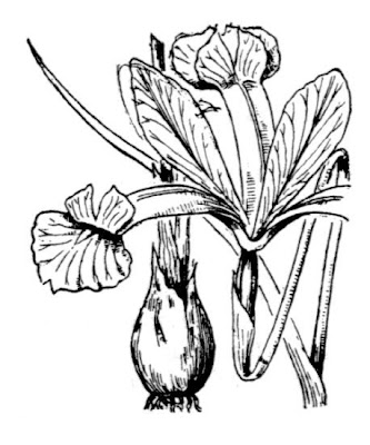 Iris xiphium L.