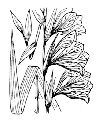 Byzantine gladiolus